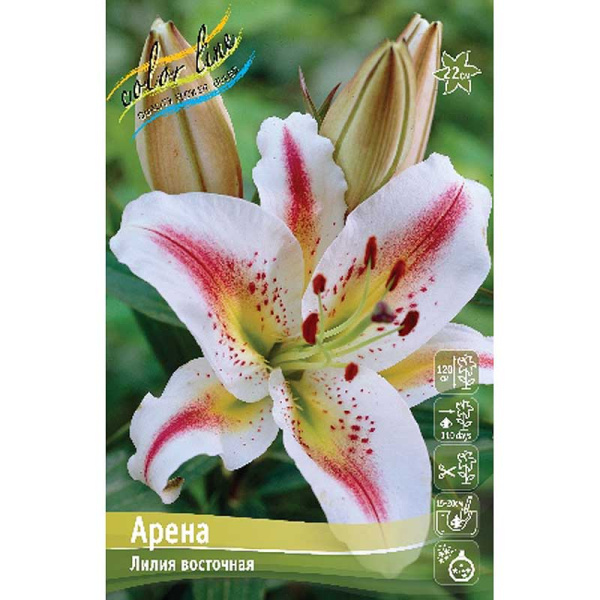 Лилия Арена 12/14 5 шт