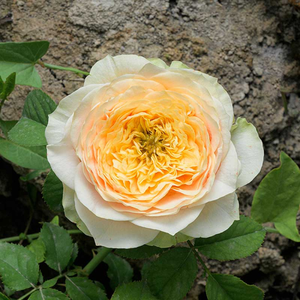 Роза Спрей Шампань Дю Версаль Садовита