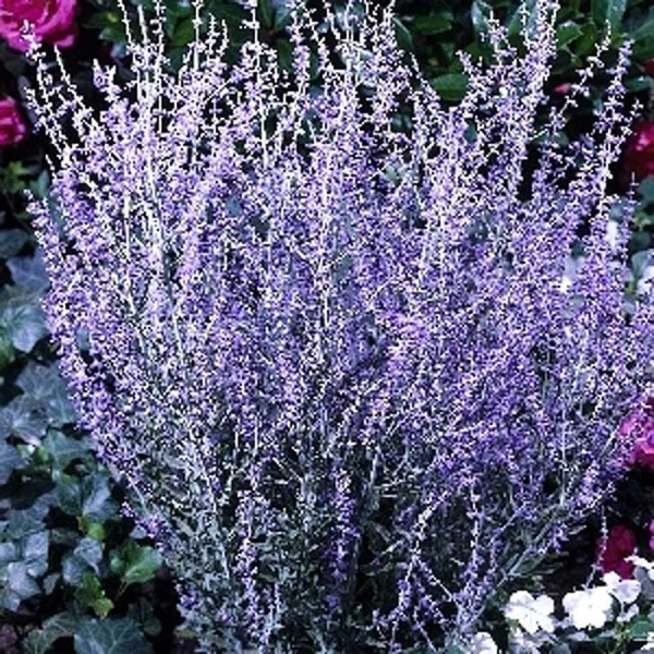 Перовския Лебедолистная Литл Спайр P9