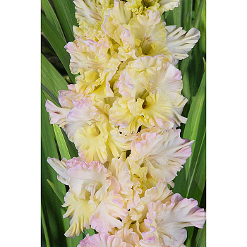 Гладиолус Порхание Бабочки 8/10 5 шт, Садовита 