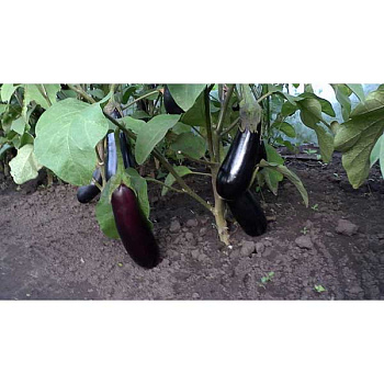 Баклажан Шарапова 100шт RZ