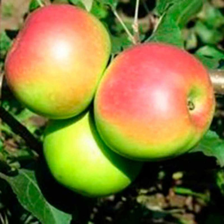 Яблоня Уэлси (семенной подвой) Садовита