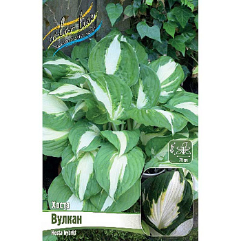 Хоста Вулкан 1 n 1 шт