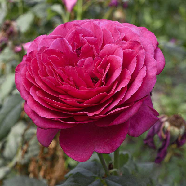 Роза чайно-гибридная Иоганн Вольфганг фон Гете Садовита