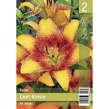 Лилия Свит Вэлли 12/14 2 Эконом шт 