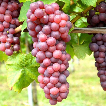 10650 Виноград Плодовый Русский Конкорд P9 ,шт