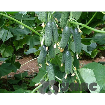 Огурец Директор 10шт (Нидерланды) Каприс