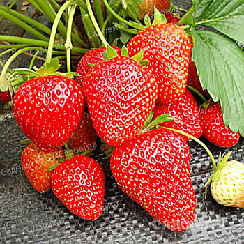 Земляника садовая ремонтантная Вима Рина (цена за 40 шт) ОСП