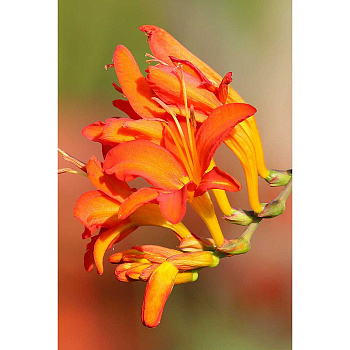 Крокосмия Эмберглоу 8/+ 8 шт Садовита