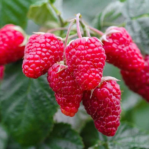 Малина Патриция Садовита