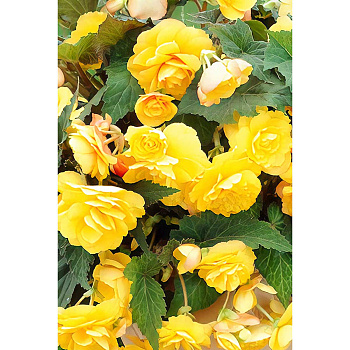 Бегония Каскад Пендула Желтая 5/6 3 шт Садовита 