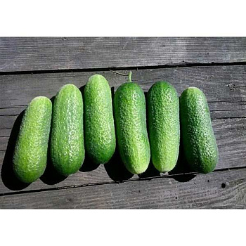 Огурец Адам F1 250шт Бейо(СК)