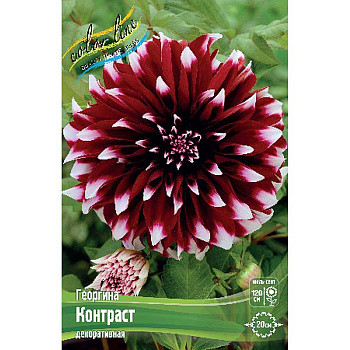 Георгина Контраст I 1 шт