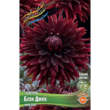 Георгина Блэк Джек I 1 шт