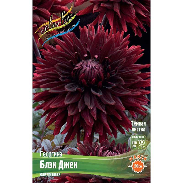 Георгина Блэк Джек I 1 шт