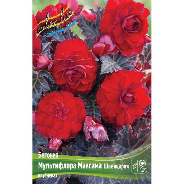 Бегония Мультифлора Максима Швейцария 5/6 50 шт Шоу-бокс 8846