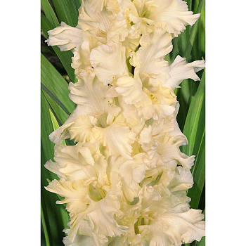 Гладиолус В Круге Света 8/10 15 шт, Садовита 
