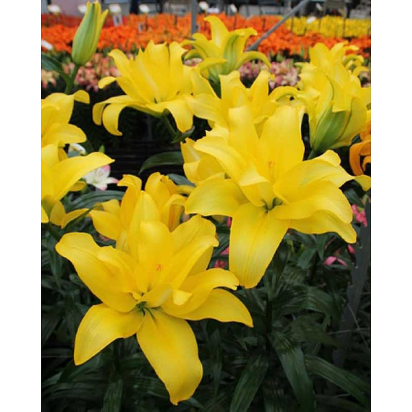 Лилия Баттерфляй Вингз 12/14 5 шт 