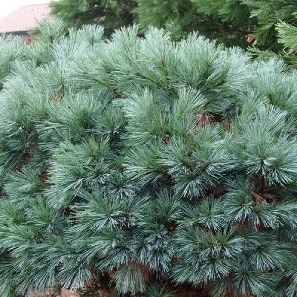 2310 Сосна Веймутовая Мэри Батлер C4 20-25cm ,шт