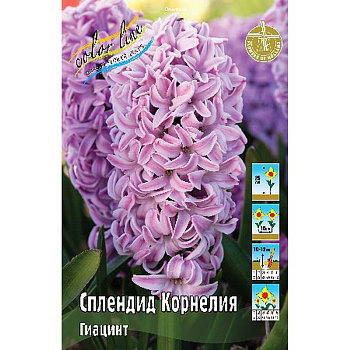 Гиацинт Сплендид Корнелия 14/15 3 шт