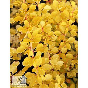 Барбарис Тунберга Санни P9