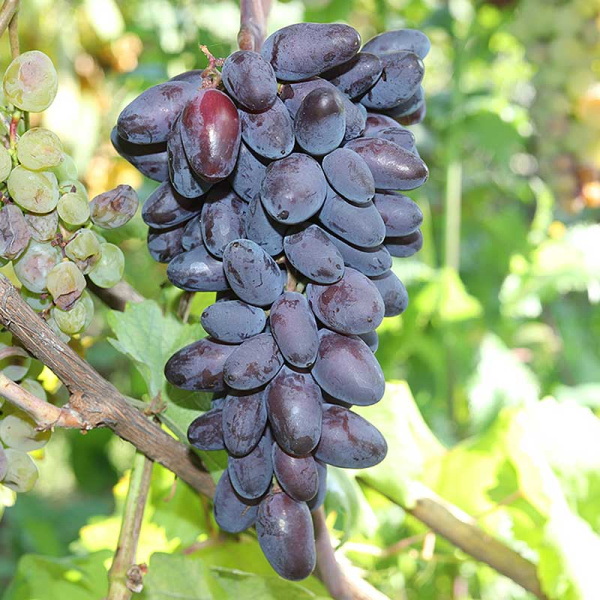 Виноград Эталон Ранний Садовита