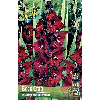 Гладиолус Блэк Стар 10/12 100 шт Шоу-Бокс 2543 