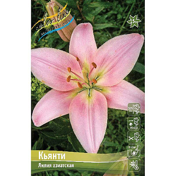 Лилия Кьянти 12/14 25 шт Биг-пак 323