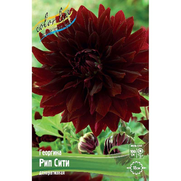 Георгина Рип Сити I 15 шт Шоу-бокс 11010