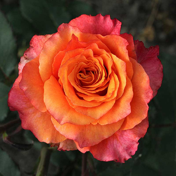 Роза чайно-гибридная Фри спирит Садовита