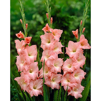 Гладиолус Роуз Суприм 10/12 5 Эконом шт 