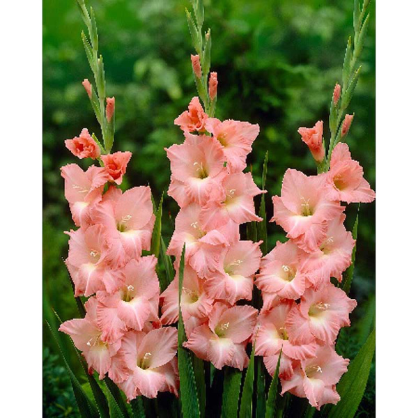 Гладиолус Роуз Суприм 10/12 5 Эконом шт 