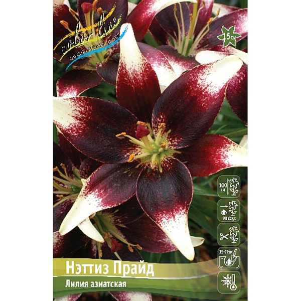 10076 Биг-Пак Лилия Нэттиз Прайд 12/14 25 шт 