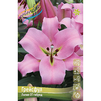 Лилия Грейсфул 14/16 25 шт Биг-пак 13755