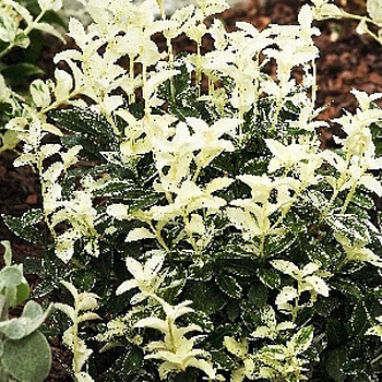 Бересклет Форчуна Арлекин P9