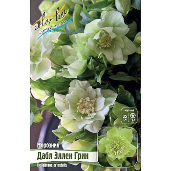 8145 Биг-Пак Морозник Дабл Эллен Грин I 25 шт