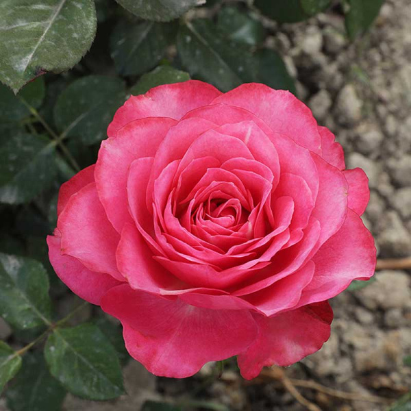 Роза флорибунда Ай Эм Грейтфул Садовита