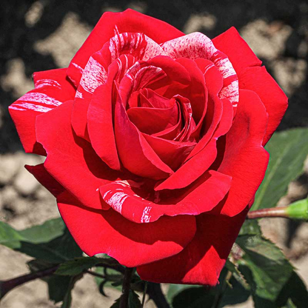 Роза парковая Фердинанд Пичард Садовита