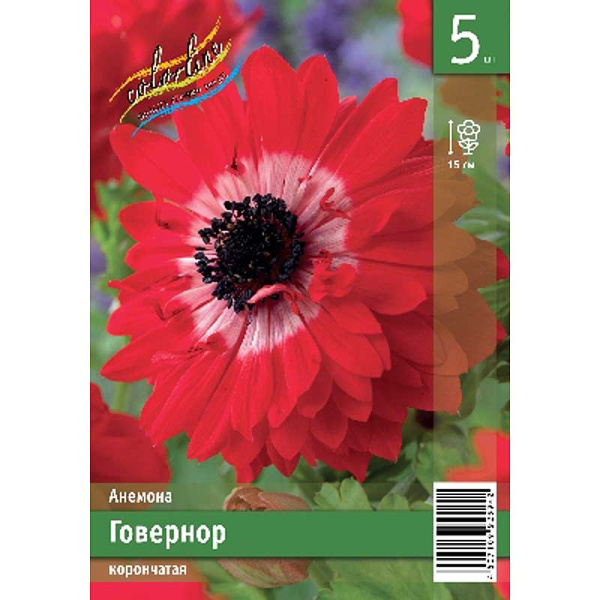Анемона Говернор 5/6 5 Эконом шт