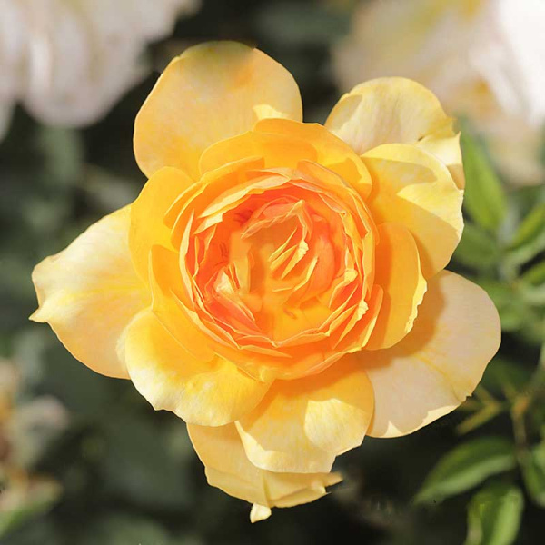 Роза шраб Жоэль Маруани Садовита