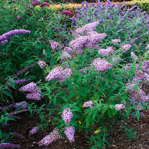 Буддлея Давида Гулливер Р9 шт Садовита