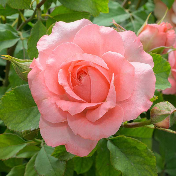 Роза флорибунда Корал Желе Садовита