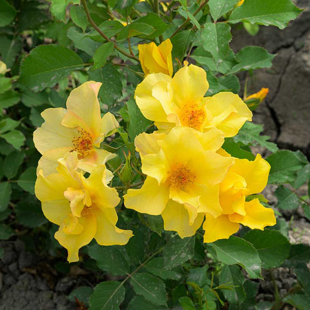 Роза Шраб Эйфория Садовита