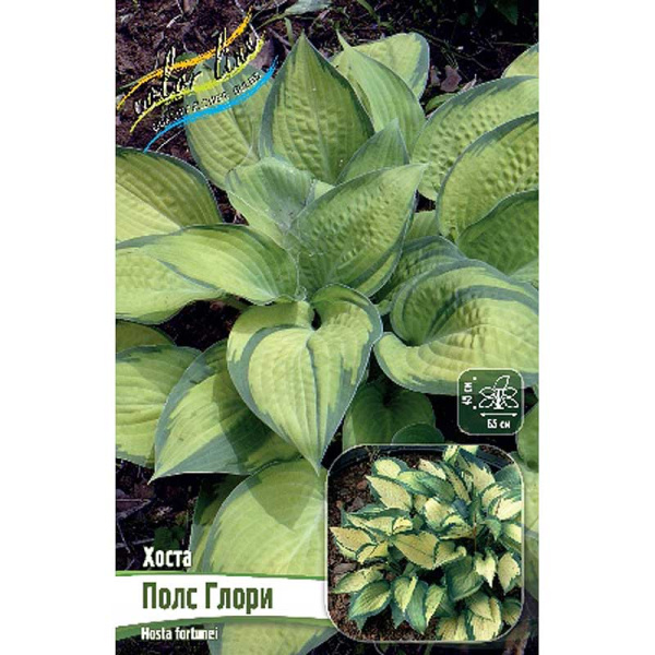 Хоста Полс Глори 1 n 1 шт