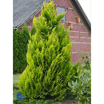 Кипарисовик Лавсона Ивонн P17 (C2) 45-50