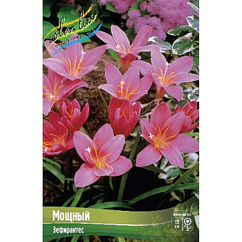 Зефирантес Робустус (Мощный) 7/+ 150 шт Шоу-Бокс 9193