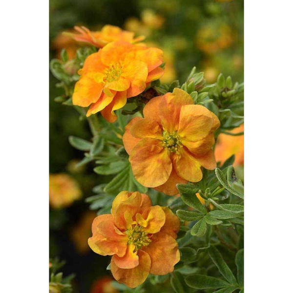 Лапчатка Кустарниковая Дабл Панч Танго P9 шт