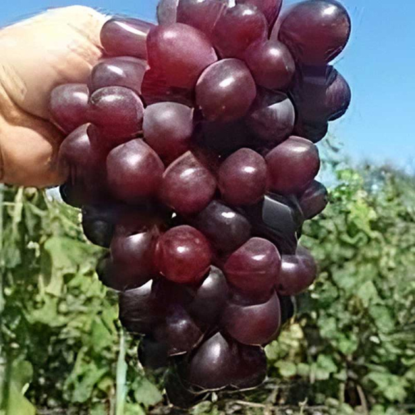 Виноград Сказка кишмиш ранний Садовита