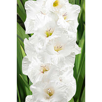 Гладиолус Флево Эскимо 12/14 5 шт Садовита