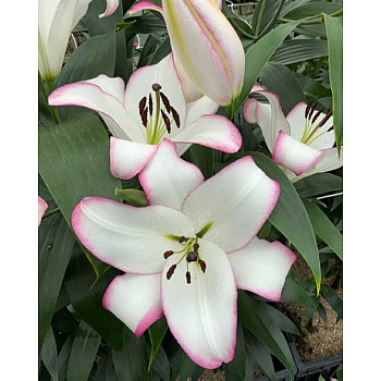 4038 Биг-Пак Лилия Йоркшир 14/16 25 шт 